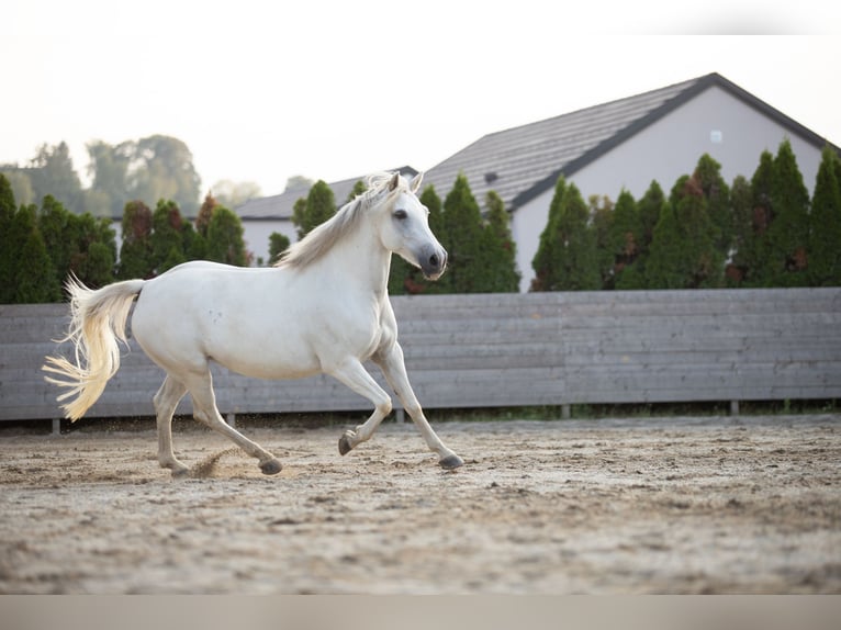 Warmblood austríaco Mestizo Yegua 9 años 145 cm Tordo in Dobl
