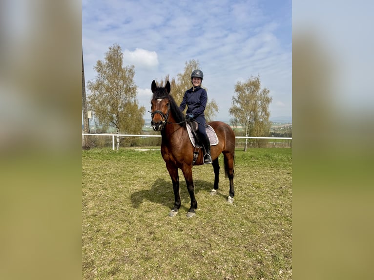 Warmblood austríaco Yegua 9 años 163 cm Castaño in Altenfelden