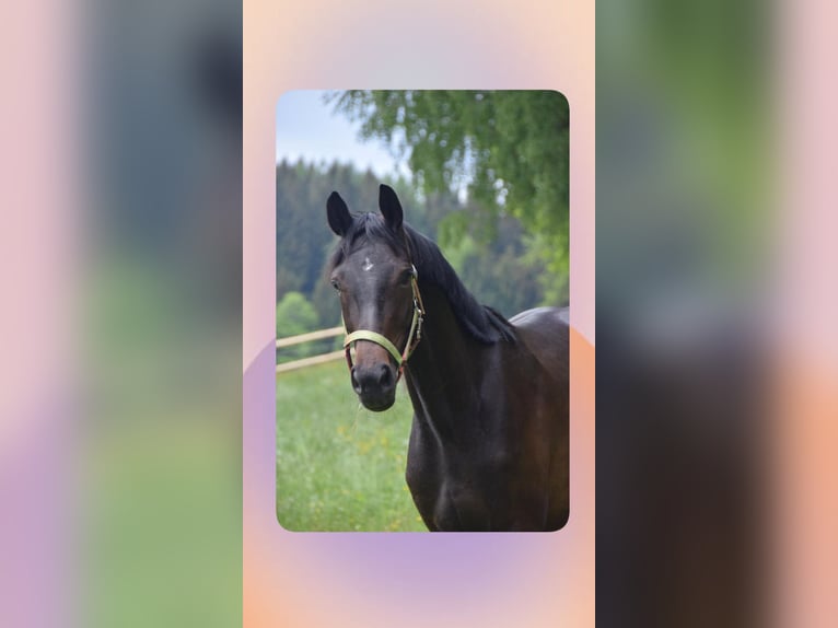 Warmblood austríaco Yegua 9 años 170 cm Morcillo in Laßnitz Frauental