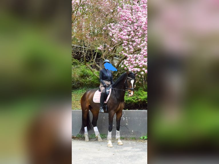 Warmblood austríaco Yegua 9 años 174 cm Castaño in Premstätten