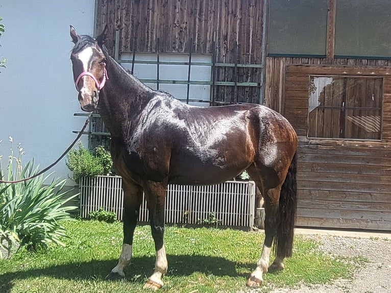 Warmblood austríaco Yegua 9 años 174 cm Castaño in Premstätten