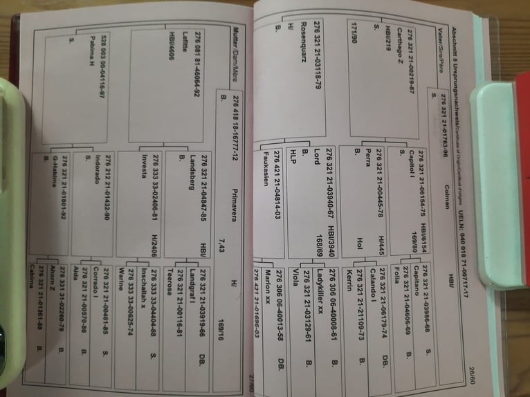 Warmblood austríaco Yegua 9 años 176 cm Tordo in Senden