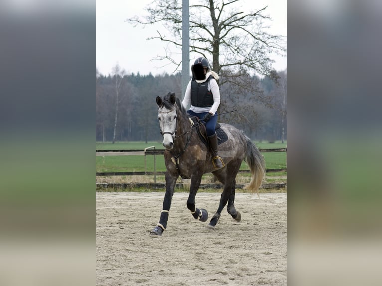 Warmblood austríaco Yegua 9 años 177 cm Tordo in Dietenheim