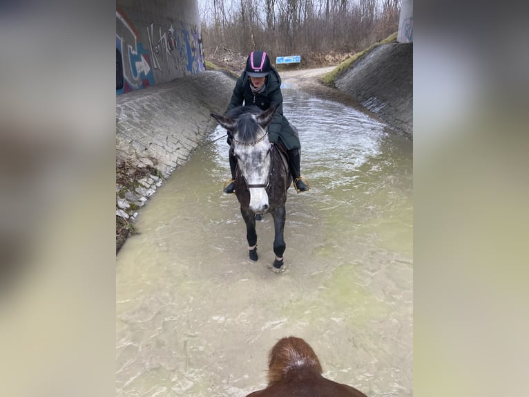 Warmblood austríaco Yegua 9 años 177 cm Tordo in Dietenheim