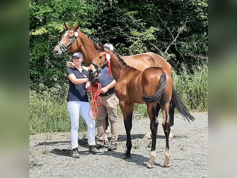 Warmblood austríaco Yegua 9 años 180 cm Castaño in Stinatz / Stinjaki