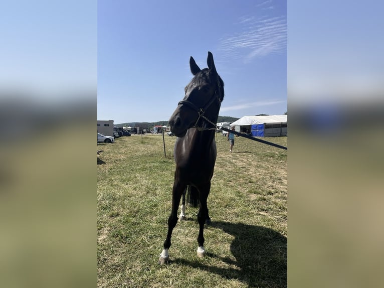 Warmblood austríaco Yegua 9 años Castaño oscuro in Deutschlandsberg