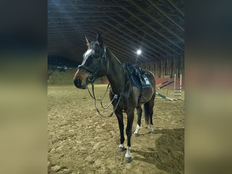 Warmblood austríaco Yegua 9 años Castaño oscuro in Nowy Świat