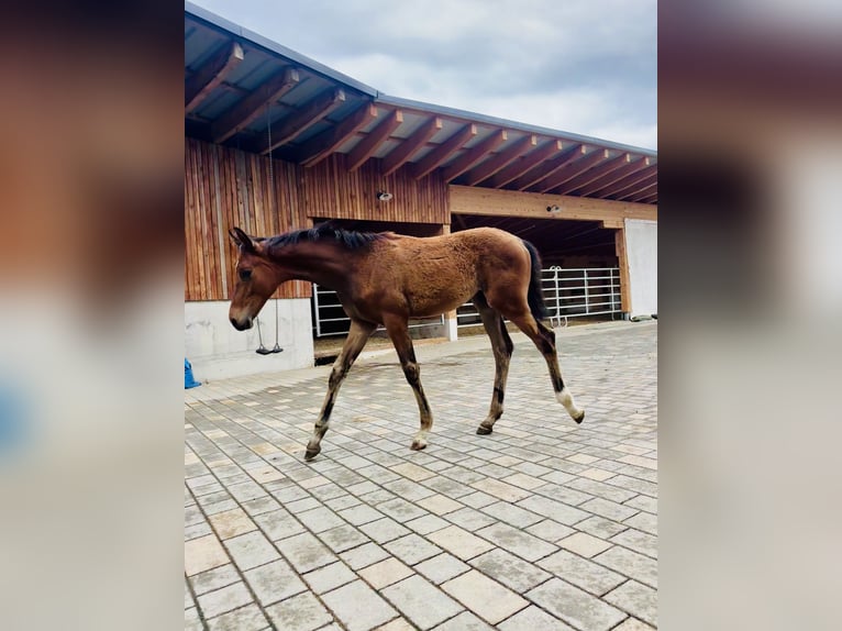 Warmblood austríaco Yegua Potro (04/2026) 168 cm Castaño in Kronegg