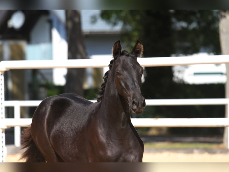 Warmblood austríaco Yegua Potro (04/2025) 168 cm Negro in St Marein bei Graz
