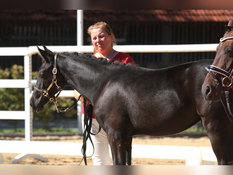 Warmblood austríaco Yegua Potro (04/2025) 168 cm Negro in St Marein bei Graz