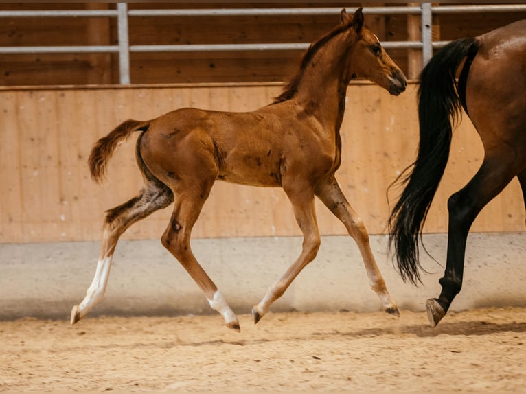 Warmblood austríaco Yegua Potro (06/2024) 169 cm Alazán in Unterpetersdorf