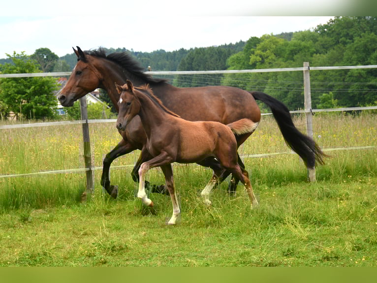 Warmblood austríaco Yegua  170 cm Alazán-tostado in Gleisdorf