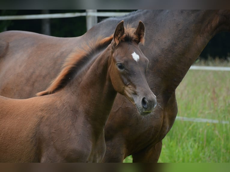 Warmblood austríaco Yegua  170 cm Alazán-tostado in Gleisdorf