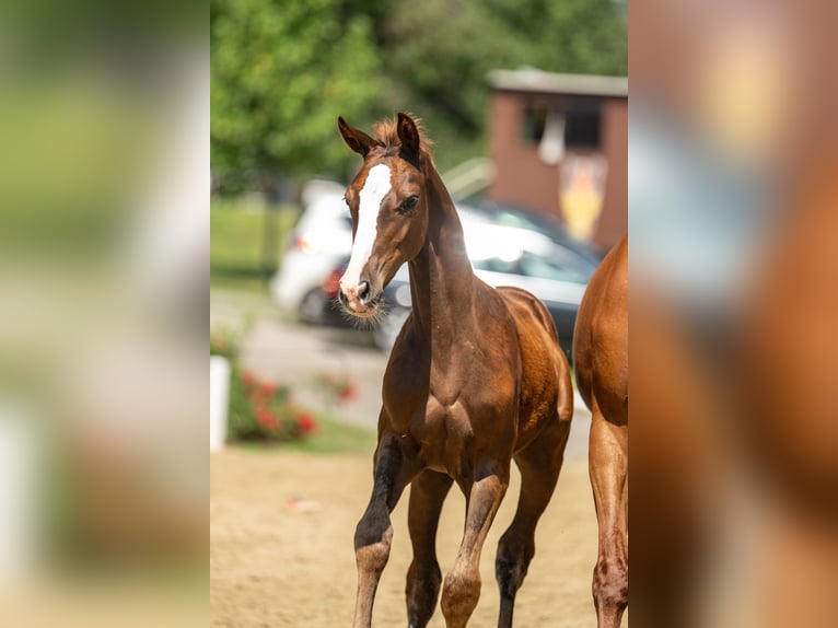 Warmblood austríaco Yegua Potro (04/2024) 170 cm Alazán-tostado in Ligist