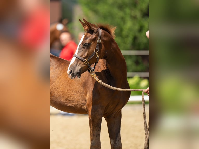 Warmblood austríaco Yegua Potro (04/2024) 170 cm Alazán-tostado in Ligist