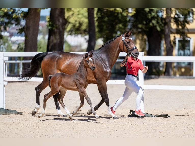 Warmblood austríaco Yegua Potro (07/2026) 170 cm Castaño in Lassing