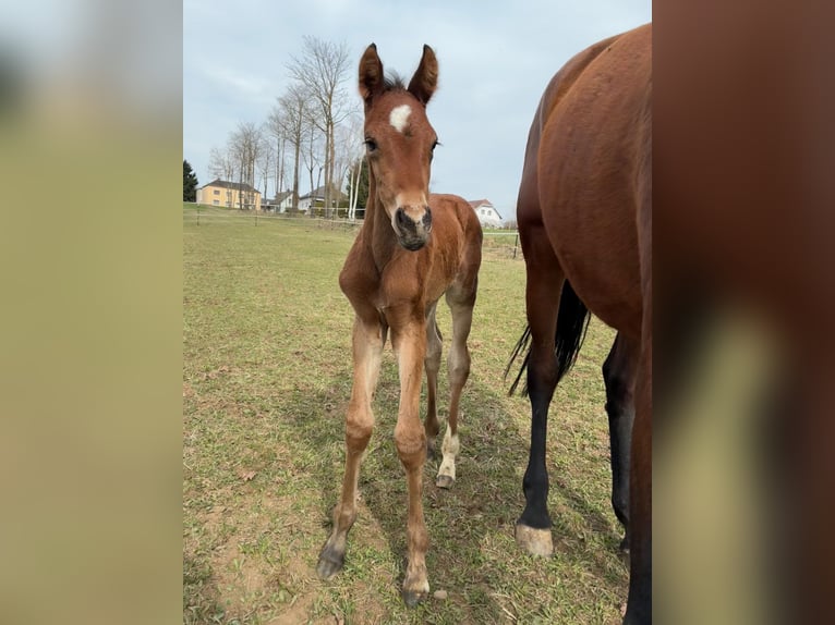 Warmblood austríaco Yegua Potro (04/2026) 170 cm Castaño in Sallingberg