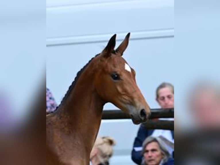 Warmblood austríaco Yegua Potro (05/2026) 170 cm Castaño in St. Georgen