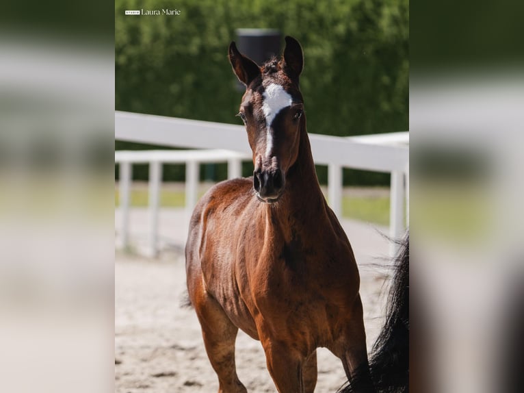Warmblood austríaco Yegua Potro (06/2026) 170 cm Castaño in Scheffau