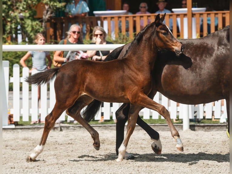 Warmblood austríaco Yegua Potro (06/2026) 170 cm Castaño in Scheffau