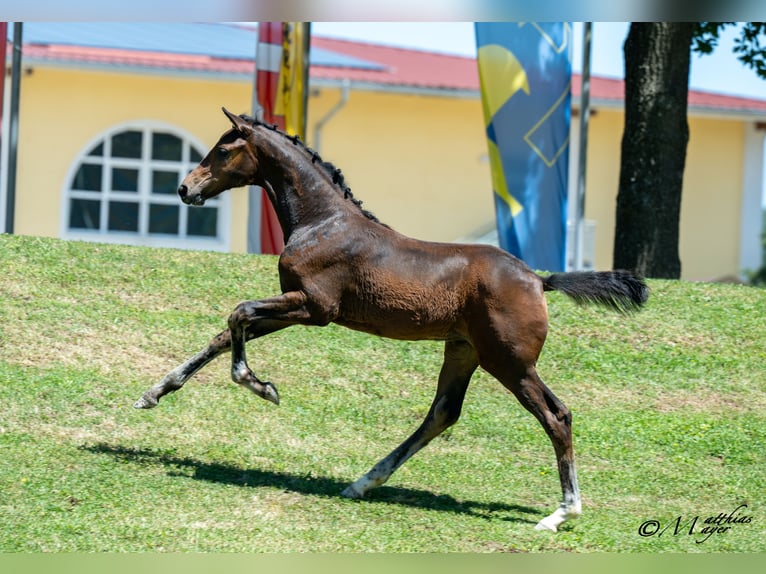 Warmblood austríaco Yegua Potro (03/2025) 170 cm Castaño oscuro in Mehrnbach