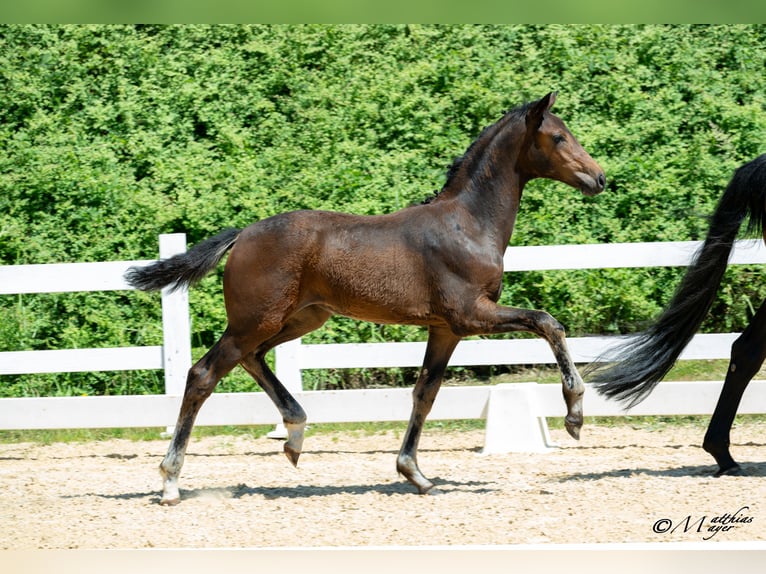 Warmblood austríaco Yegua Potro (03/2025) 170 cm Castaño oscuro in Mehrnbach