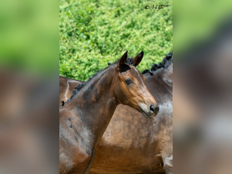 Warmblood austríaco Yegua Potro (03/2025) 170 cm Castaño oscuro in Mehrnbach