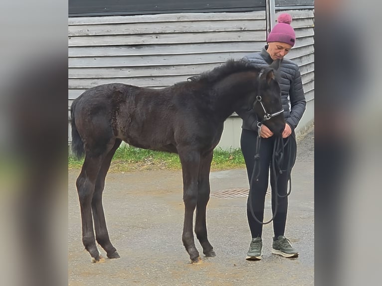 Warmblood austríaco Yegua Potro (02/2026) 170 cm Negro in Wolfsbach