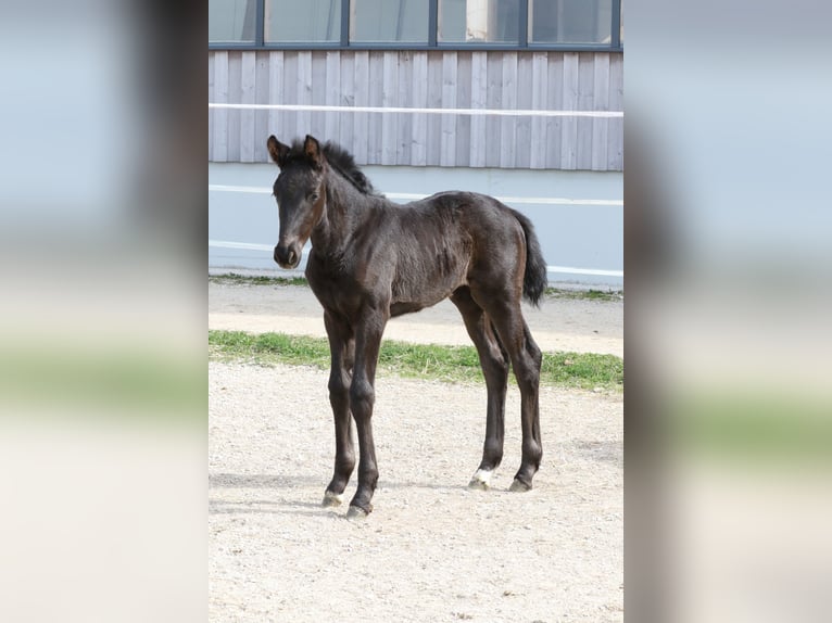 Warmblood austríaco Yegua Potro (02/2026) 170 cm Negro in Wolfsbach