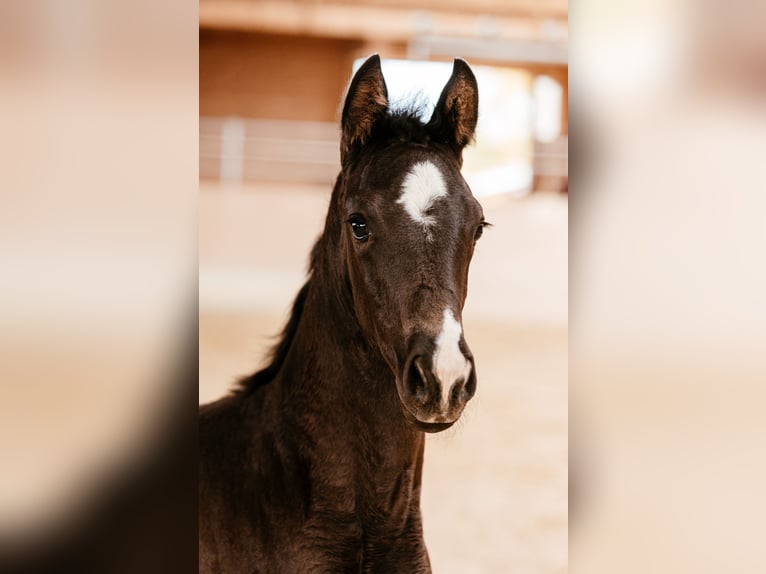 Warmblood austríaco Yegua Potro (03/2026) 170 cm Negro in Unterpetersdorf