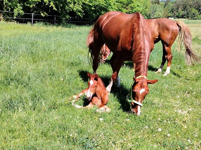 Warmblood austríaco Yegua Potro (04/2026) 172 cm Alazán in Bad Blumau