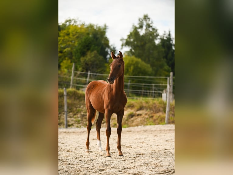 Warmblood austríaco Yegua Potro (03/2025) 172 cm Alazán-tostado in Kronegg