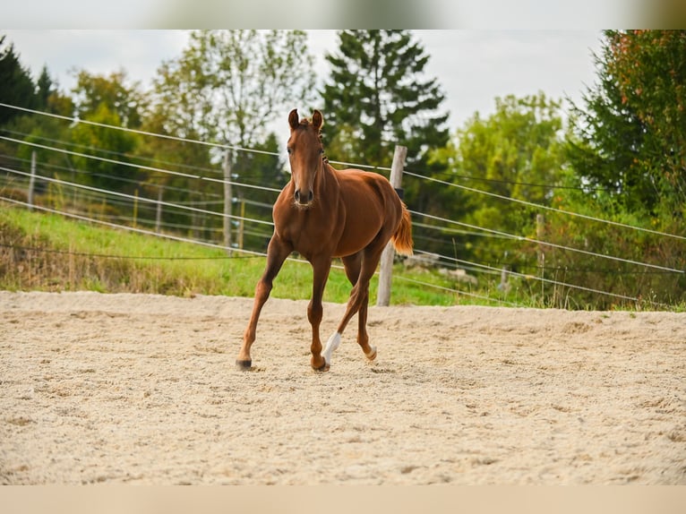 Warmblood austríaco Yegua Potro (03/2025) 172 cm Alazán-tostado in Kronegg