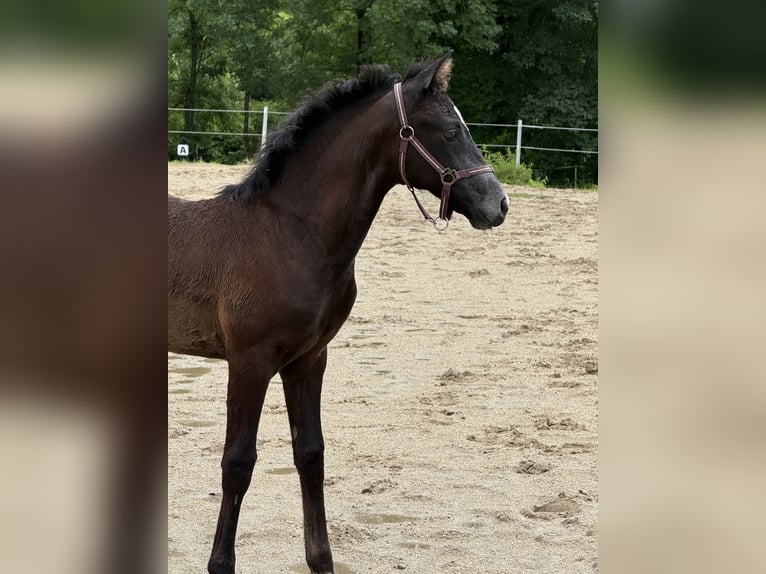 Warmblood austríaco Yegua Potro (03/2026) 172 cm Tordillo negro in Amstetten