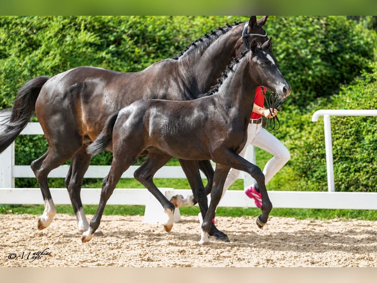 Warmblood austríaco Yegua Potro (03/2026) 172 cm Tordillo negro in Amstetten