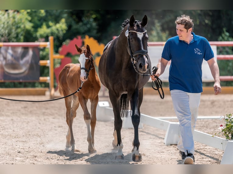 Warmblood austríaco Yegua Potro (06/2024) Alazán in Peisching