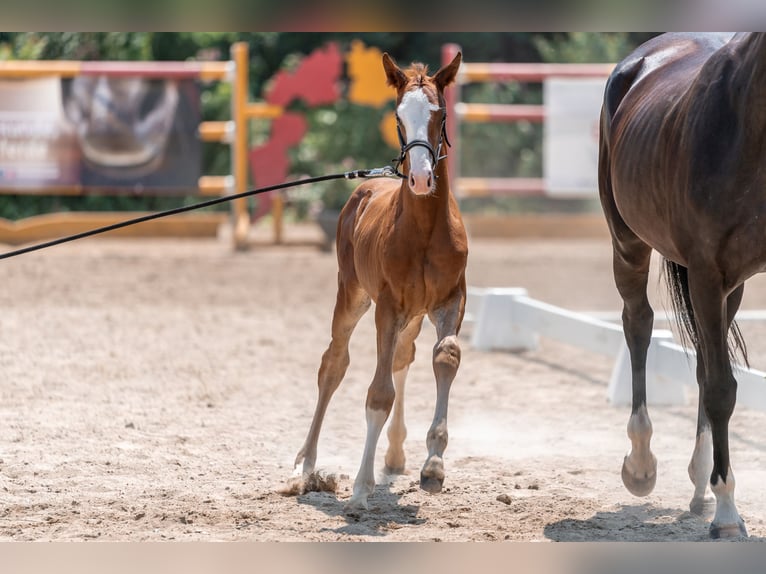 Warmblood austríaco Yegua Potro (06/2024) Alazán in Peisching