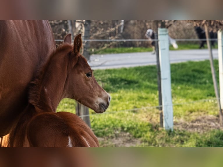 Warmblood austríaco Yegua Potro (03/2026) Alazán in Unterpetersdorf