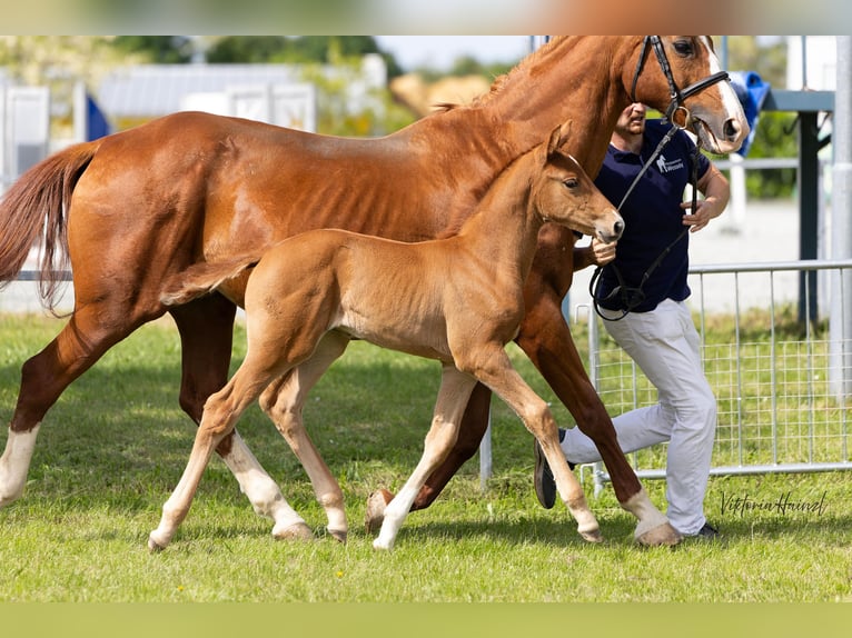 Warmblood austríaco Yegua  Alazán in Punitz