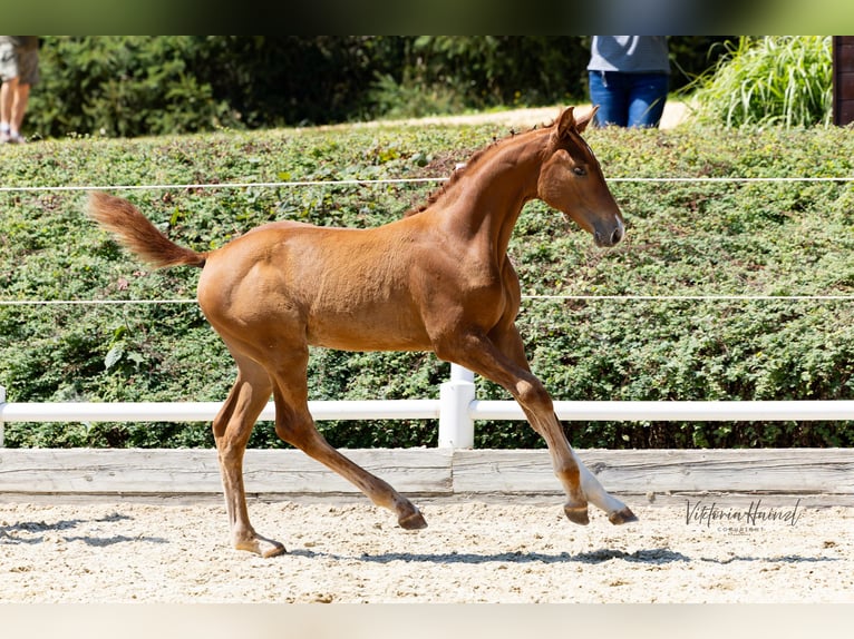 Warmblood austríaco Yegua Potro (04/2025) Alazán in Punitz