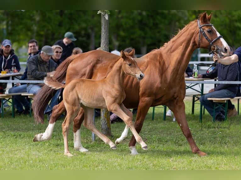 Warmblood austríaco Yegua  Alazán in Punitz