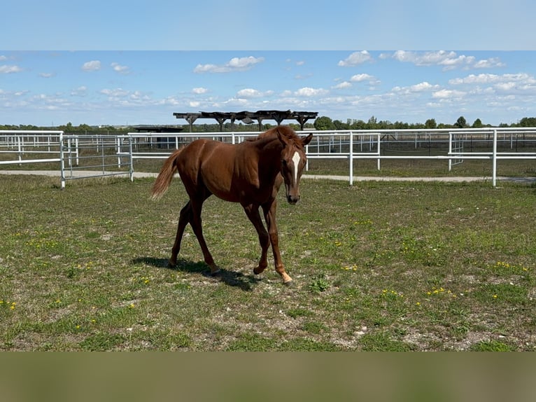 Warmblood austríaco Yegua Potro (04/2025) Alazán in Deutsch Wagram