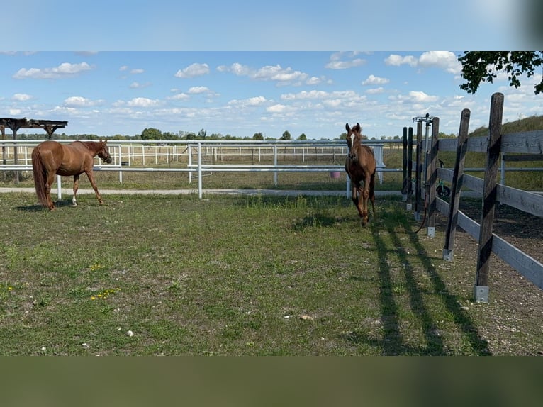 Warmblood austríaco Yegua Potro (04/2025) Alazán in Deutsch Wagram