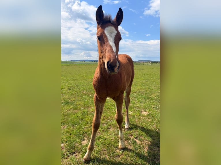 Warmblood austríaco Yegua Potro (06/2026) Alazán-tostado in Neue Heimat
