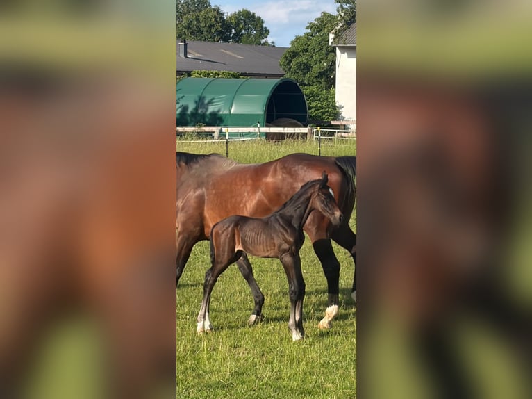Warmblood austríaco Yegua Potro (06/2026) Alazán-tostado in Neue Heimat