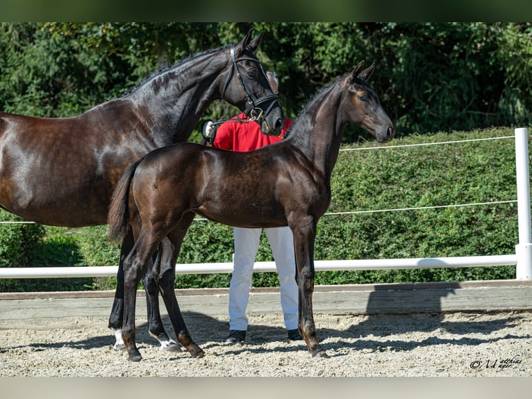 Warmblood austríaco Yegua Potro (05/2026)  in Neue Heimat