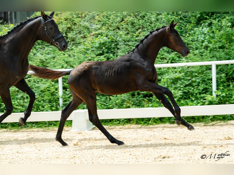 Warmblood austríaco Yegua Potro (02/2026)  in Unterpetersdorf
