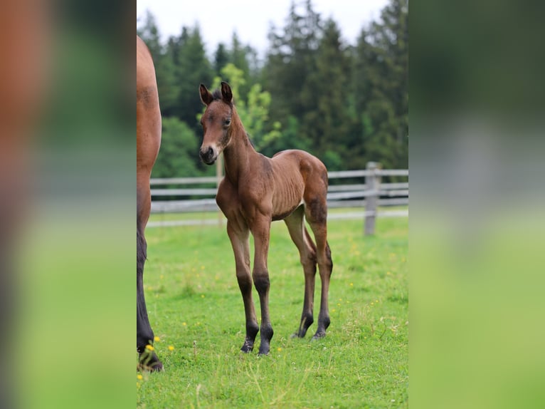 Warmblood austríaco Yegua Potro (05/2024) Castaño in Haag am Hausruck