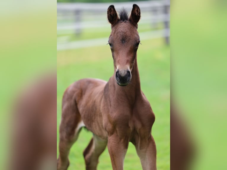 Warmblood austríaco Yegua Potro (05/2024) Castaño in Haag am Hausruck