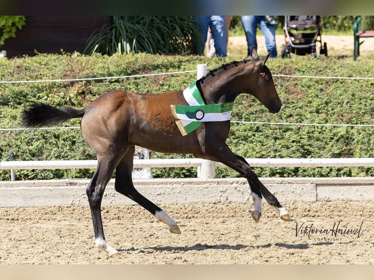 Warmblood austríaco Yegua Potro (04/2026) Castaño in Klöch